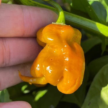 Flaming Nougat - Seeds - The Pepper Pantry (Formerly Marie Sharp's)